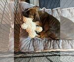 Small #3 Mutt