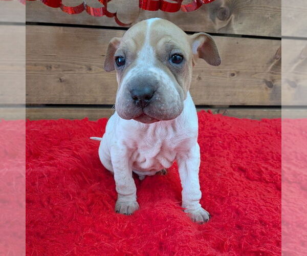 Medium Photo #1 Mutt Puppy For Sale in Vail, AZ, USA