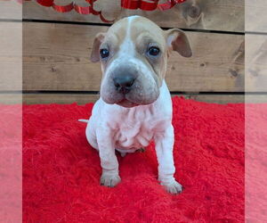 Mutt Dogs for adoption in Vail, AZ, USA