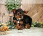 Small #2 Yorkshire Terrier