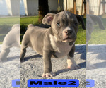 Small #11 American Bully