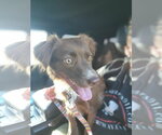 Small Australian Shepherd Mix