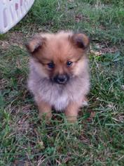 Pomeranian Puppy for sale in RED BUD, IL, USA