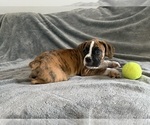 Small #4 Boxer
