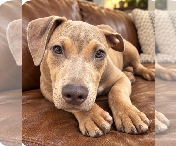 Medium Photo #4 Unknown-Weimaraner Mix Puppy For Sale in Southbury, CT, USA