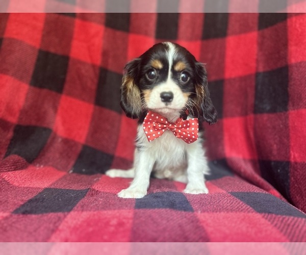 Medium Photo #1 Cavalier King Charles Spaniel Puppy For Sale in LAKELAND, FL, USA