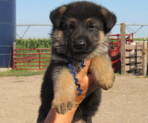 German Shepherd Dog Puppy for sale in COLUMBUS, NE, USA
