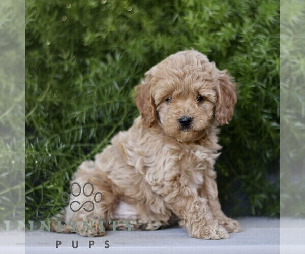 Medium Photo #1 Cavapoo Puppy For Sale in PARADISE, PA, USA
