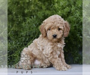 Cavapoo Puppy for sale in PARADISE, PA, USA