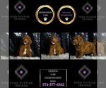 Puppy Crimson F1BB Goldendoodle (Miniature)
