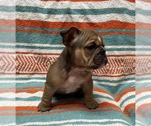 English Bulldog Puppy for sale in MERCED, CA, USA