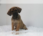 Small Photo #3 Puggle Puppy For Sale in PINE GROVE, PA, USA