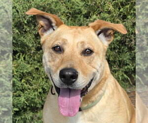 American Staffordshire Terrier-Unknown Mix Dogs for adoption in Albuquerque, NM, USA