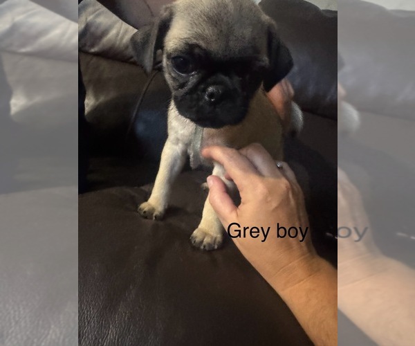 Medium Photo #6 Pug Puppy For Sale in METAMORA, IN, USA
