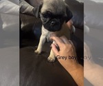 Puppy Light grey boy Pug