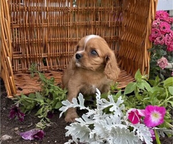 Medium Photo #4 Cavalier King Charles Spaniel Puppy For Sale in THORP, WI, USA