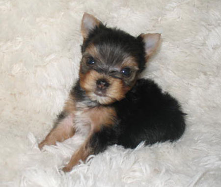 Medium Photo #1 Yorkshire Terrier Puppy For Sale in SAN DIEGO, CA, USA
