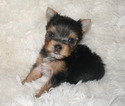 Small Photo #1 Yorkshire Terrier Puppy For Sale in SAN DIEGO, CA, USA