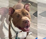 Small #2 American Staffordshire Terrier
