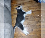 Small Photo #2 Siberian Husky Puppy For Sale in PIKEVILLE, TN, USA