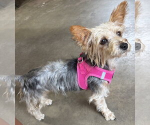 Mutt Dogs for adoption in Allentown,, PA, USA