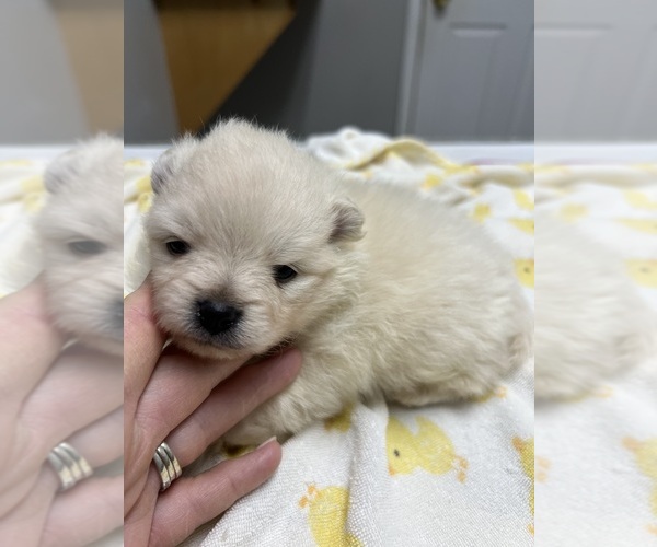 Medium Photo #1 Pomeranian Puppy For Sale in UNION, SC, USA