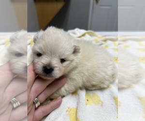 Pomeranian Puppy for sale in UNION, SC, USA