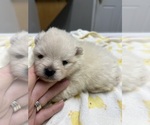 Image preview for Ad Listing. Nickname: Palkas puppies