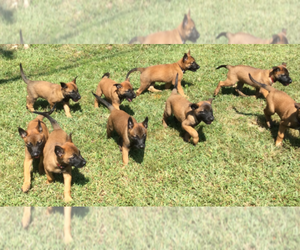 Belgian Malinois Puppy for sale in JEFFERSON CITY, MO, USA
