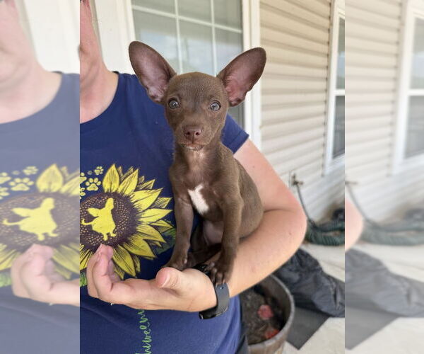 Medium Photo #1 Chihuahua-Unknown Mix Puppy For Sale in Shermans Dale, PA, USA