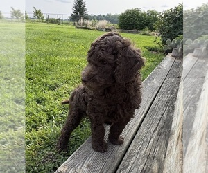 Poodle (Standard) Puppy for sale in CICERO, IN, USA