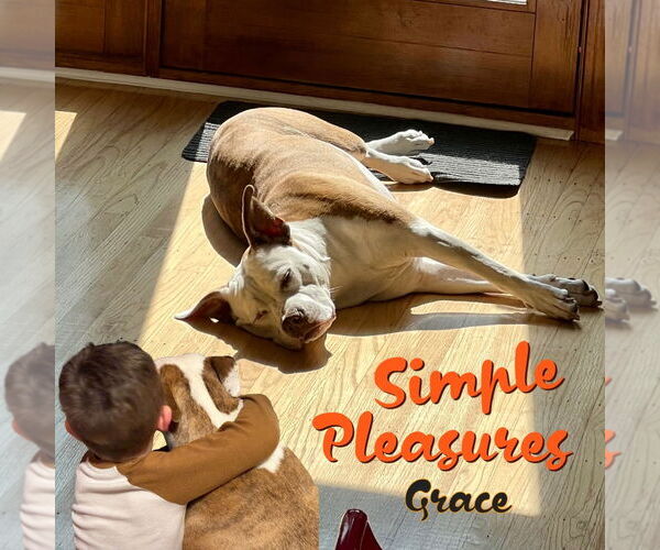 Medium Photo #4 Mutt Puppy For Sale in Mount Laurel, NJ, USA