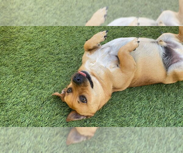 Medium Photo #3 Dachshund-Unknown Mix Puppy For Sale in La Verne, CA, USA