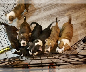 American Pit Bull Terrier Puppy for sale in ELLER, NC, USA
