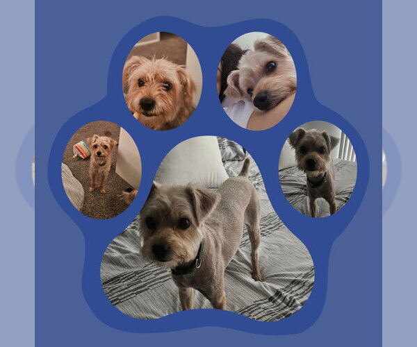 Medium Photo #1 Mutt Puppy For Sale in FRAMINGHAM, MA, USA