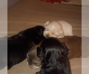 ShiChi Puppy for sale in STOCKTON, CA, USA