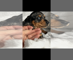 Small #1 Dachshund