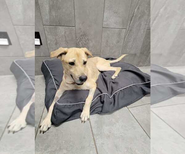 Medium Photo #2 Mutt Puppy For Sale in New York, NY, USA