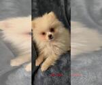 Puppy Frodo AKC Pomeranian