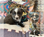 Puppy Blue Merle Miniature Australian Shepherd