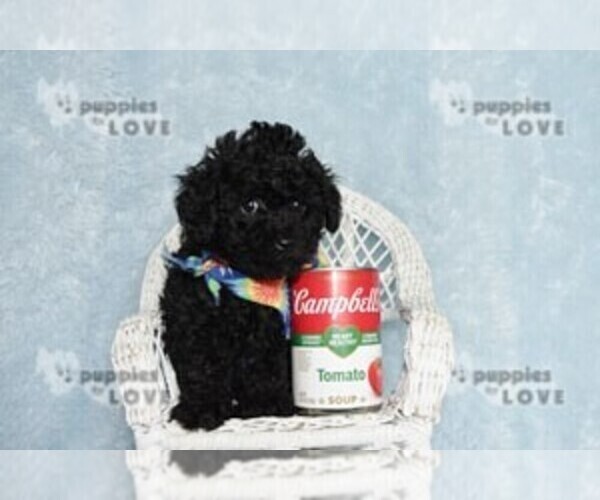 Medium Photo #12 Poodle (Toy) Puppy For Sale in SANGER, TX, USA