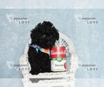 Small #11 Poodle (Toy)