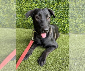 German Shepherd Dog-Unknown Mix Dogs for adoption in Naples, FL, USA
