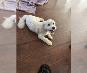 Bichon-A-Ranian Puppy for sale in CONWAY, SC, USA