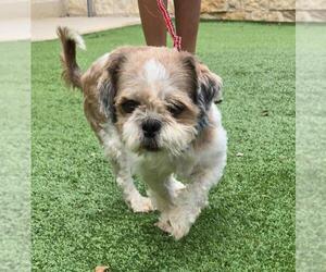 Barry - Female Shih Tzu Dog for Adoption - Photo #3