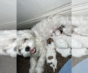 Father of the Maltese-Shih-Poo Mix puppies born on 11/23/2022