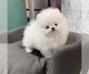 Pomeranian Puppy for sale in BOSTON, MA, USA