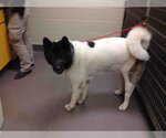 Small Photo #1 Akita Puppy For Sale in Norman, OK, USA
