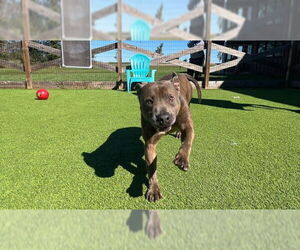 Mutt Dogs for adoption in Chestertown, MD, USA