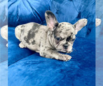 Small Photo #57 French Bulldog Puppy For Sale in NEW YORK, NY, USA